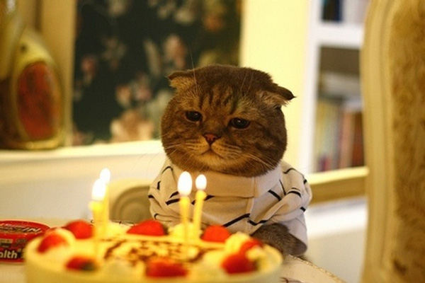 x0443-birthday-cat-sad.jpg