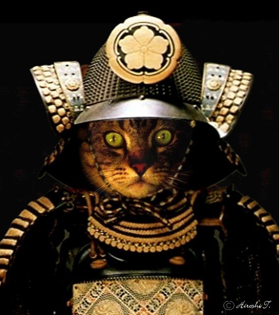 Cat armor for the battle of the