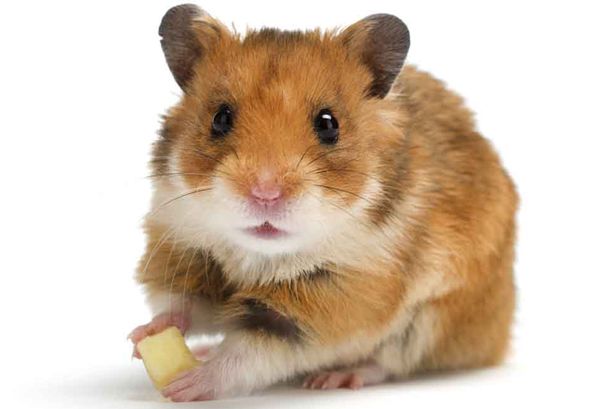 the day i got my hamster My hamster just went missing i usually let my hamsters out for 10 minutes around my room and one that usually escape is smallest one but now the one that missing is bigger one and i already find around my room but still doesn't found him. the day i got my hamster My hamster just went missing i usually let my hamsters out for 10 minutes around my room and one that usually escape is smallest one but now the one that missing is bigger one and i already find around my room but still doesn't found him.