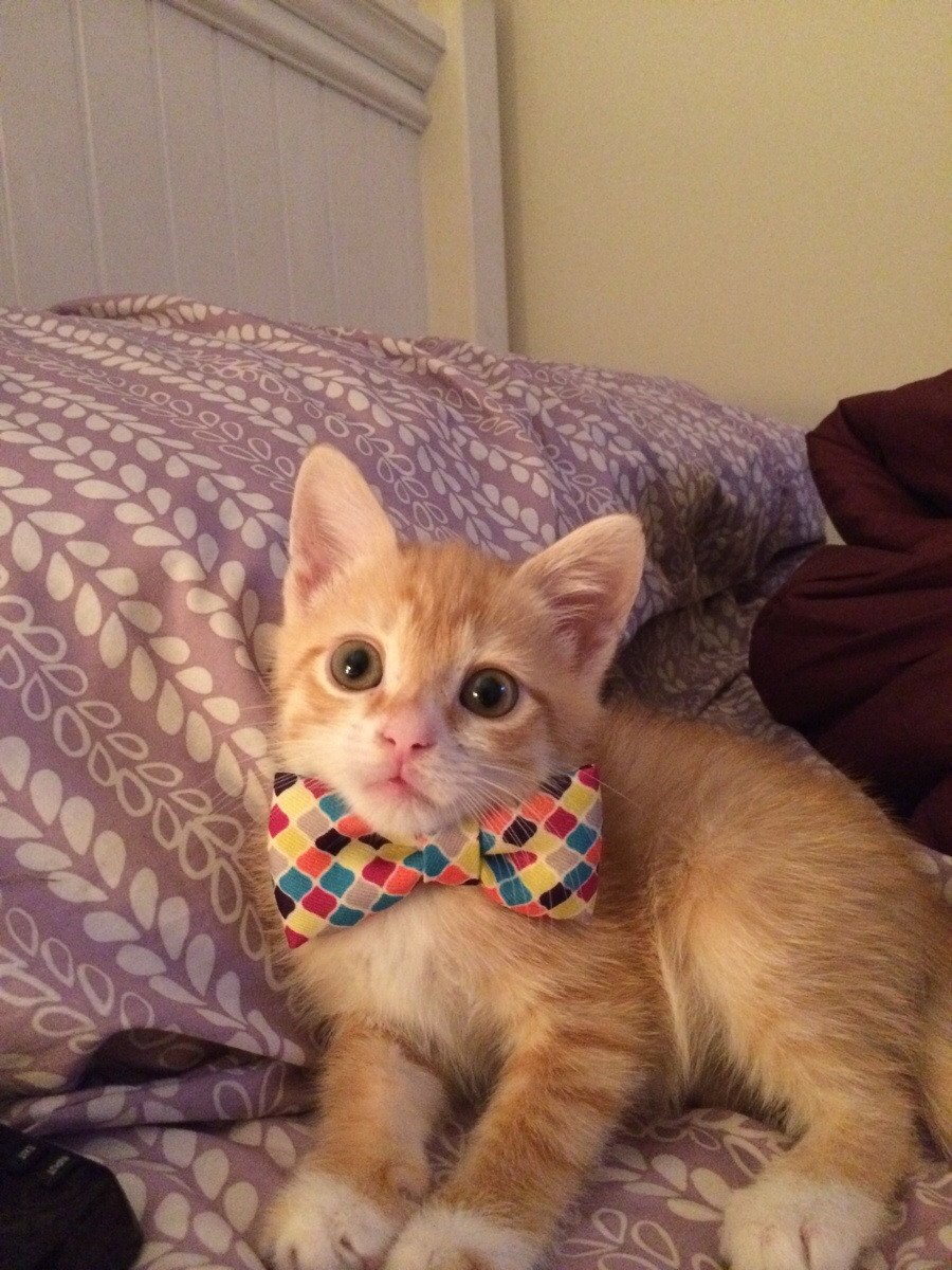 14 kittens in bow ties... iz there anything cuter?