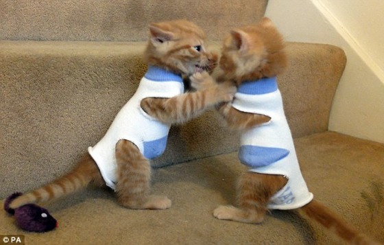 socks kittens wearing wear rescued kitten iz found cats adorable too sock babies kitties nursed abandoned warm keep health condition