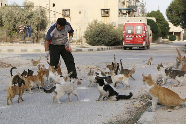 mohammed feeding group of cats