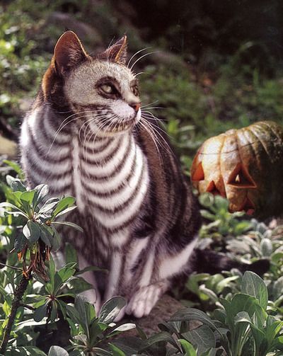 A gallery of Halloween cats for your viewing pleasure