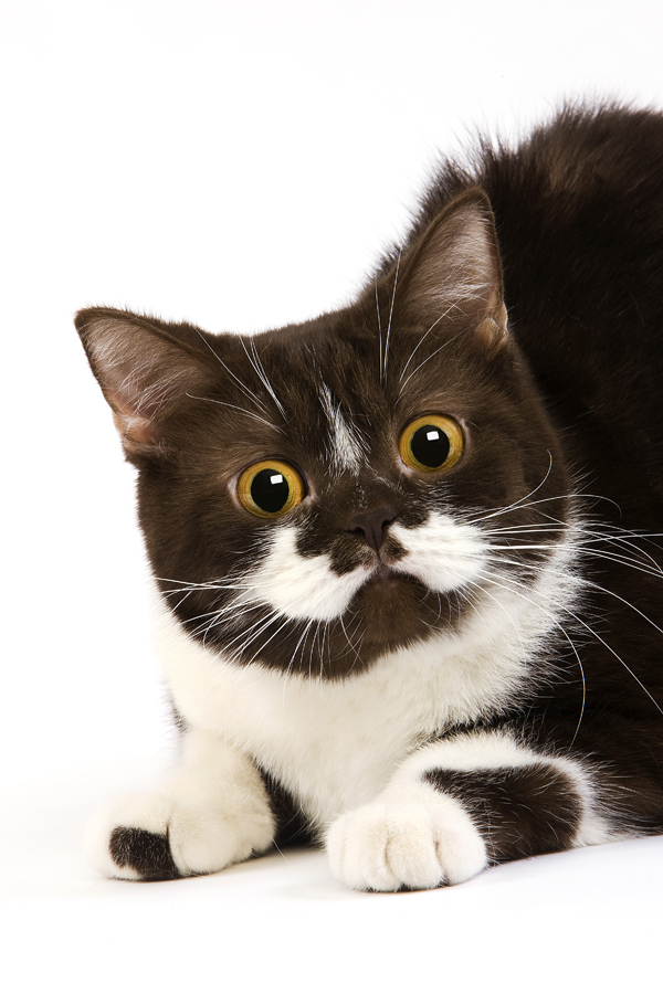 What the shape of your cat's face tells you about their personality