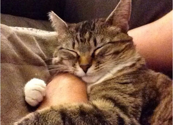 The Most Popular Cat Names In America