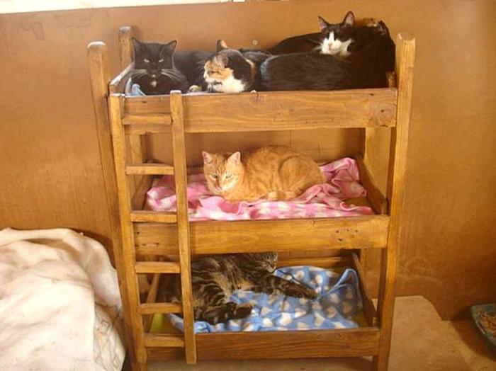 17 cats sleeping in adorable little beds will seriously make your day