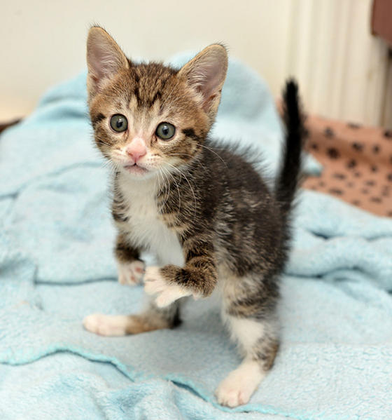 Kitty born with short front legs won't let anything stop her!