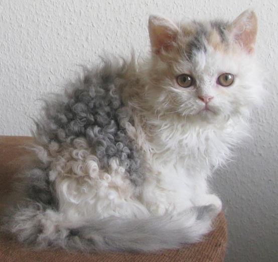 Here’s what you need to know about these curlyhaired cats