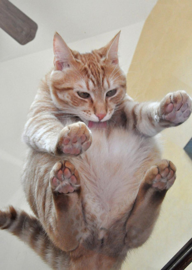 22 glorious photos of cats on glass tables