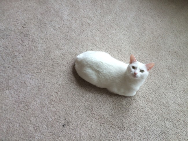 jelly cat bread