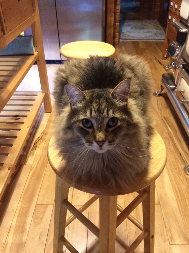 30 adorable photos of cats who turned into loaves of bread. I present