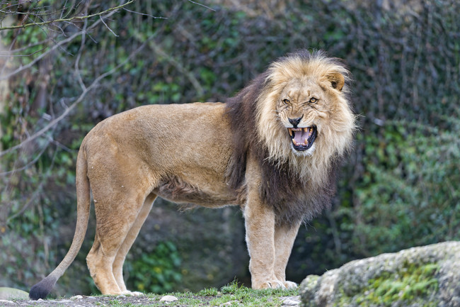 lion2