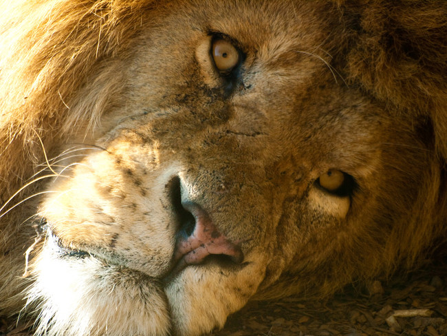 lion3