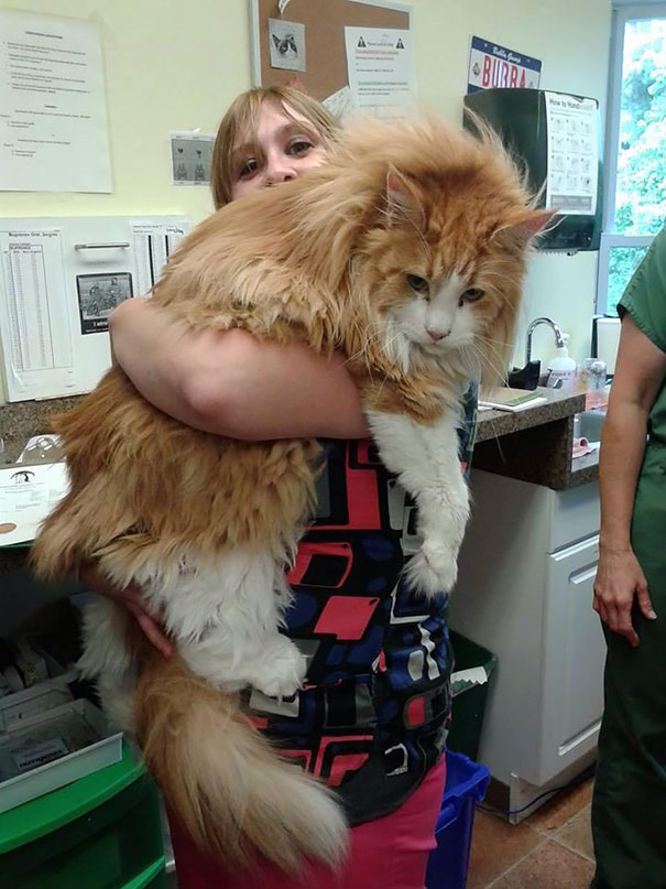 20 Maine Coon cats that are mini lions