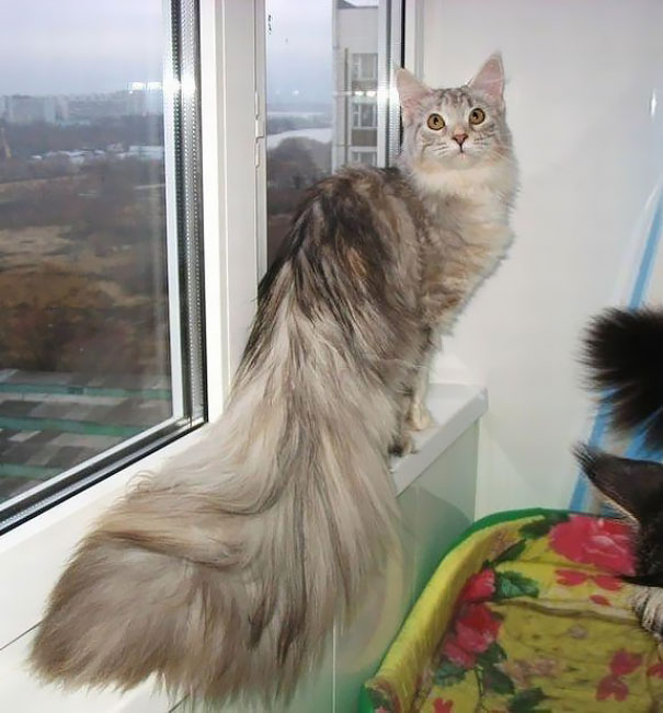 20 Maine Coon cats that are mini lions