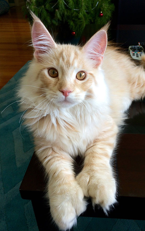 20 Maine Coon cats that are mini lions