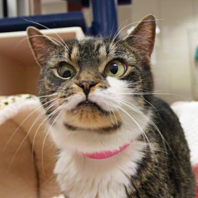 25 googlyeyed cats who are way too cute to handle! (Gallery)