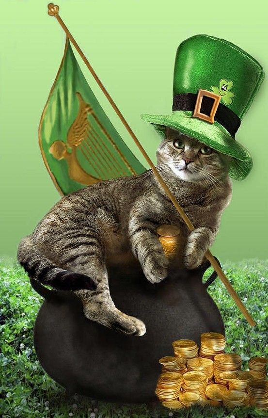 14 cats ready for St. Patrick's day!