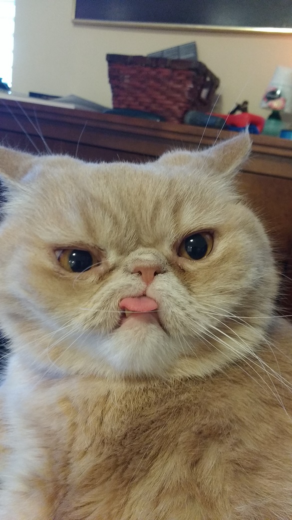 This derpy faced cat will make you redefine the word "cute" (Gallery)