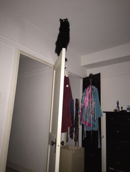 20 cats on doors that prove cats are our little acrobatic weirdos