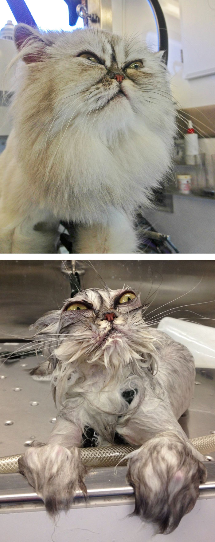 How To Warm My Cat After A Bath at Curtis Flinn blog