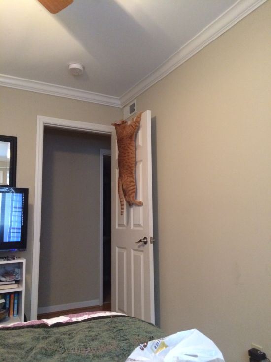 20 cats on doors that prove cats are our little acrobatic weirdos