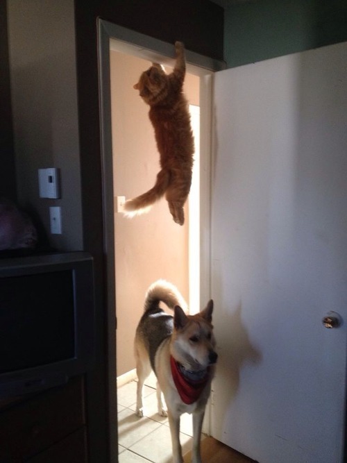 20 cats on doors that prove cats are our little acrobatic weirdos