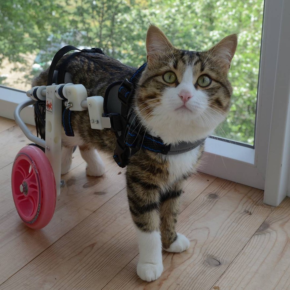 Paralyzed cat is an inspiration to live life to the fullest