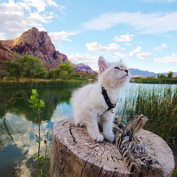 26 pictures of cats camping will inspire you to go hiking with your cat