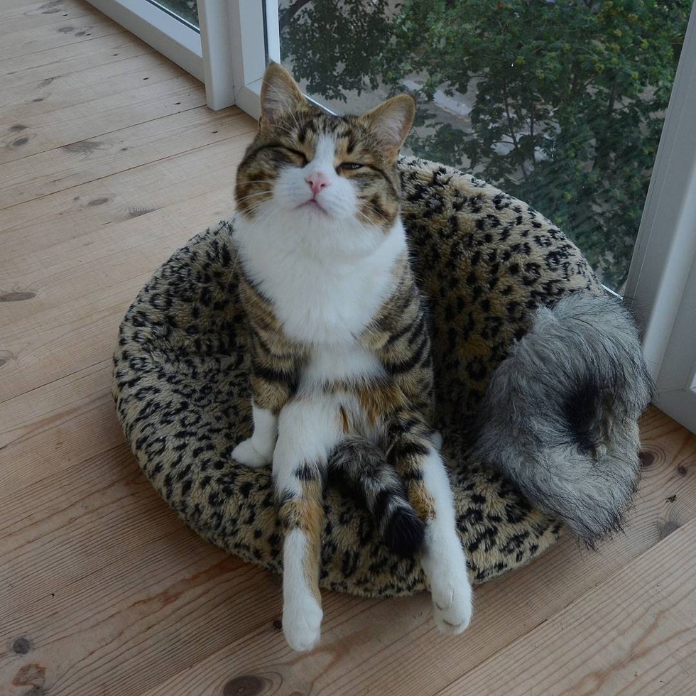 Paralyzed cat is an inspiration to live life to the fullest