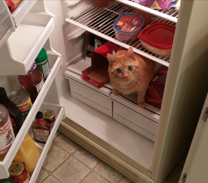 33 cats chilling in fridges to beat the summer heat