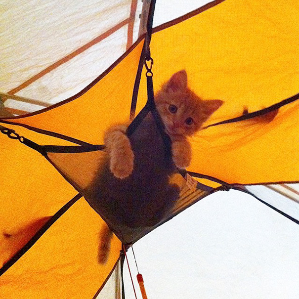 26 pictures of cats camping will inspire you to go hiking with your cat