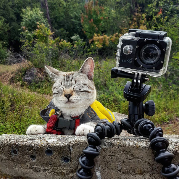 26 pictures of cats camping will inspire you to go hiking with your cat