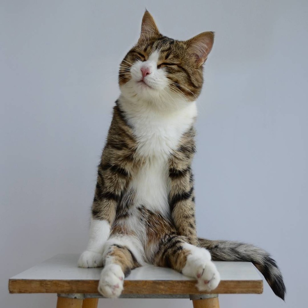 Paralyzed cat is an inspiration to live life to the fullest