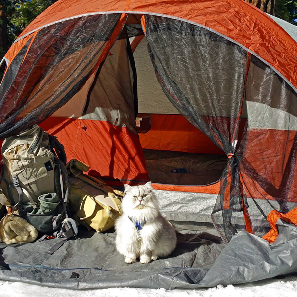 26 pictures of cats camping will inspire you to go hiking with your cat