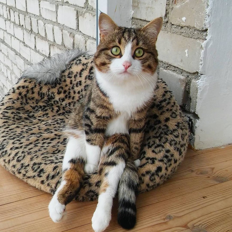 Paralyzed cat is an inspiration to live life to the fullest