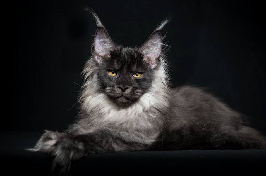 This man photographs Maine Coon cats and makes them look like majestic mythical beasts (Gallery)