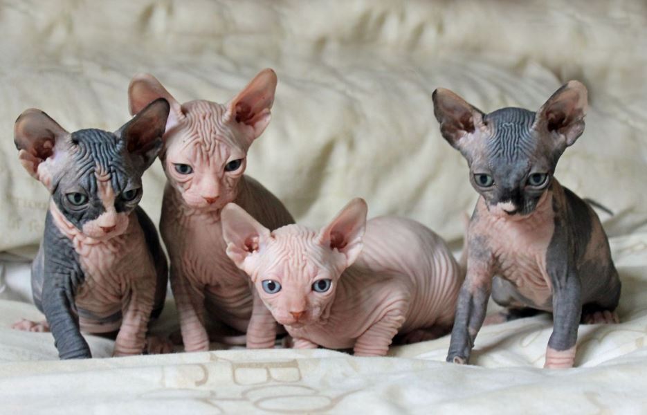 20 photos that prove hairless kittens are just adorable wrinkly aliens