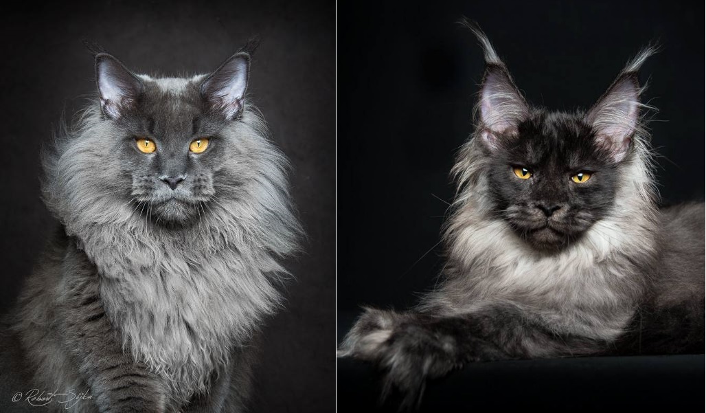 Pictures Of Blue Maine Coon Cats 40