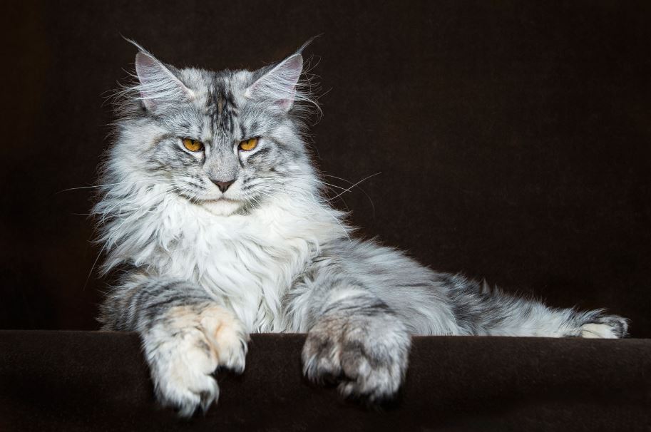 beautiful coon cat