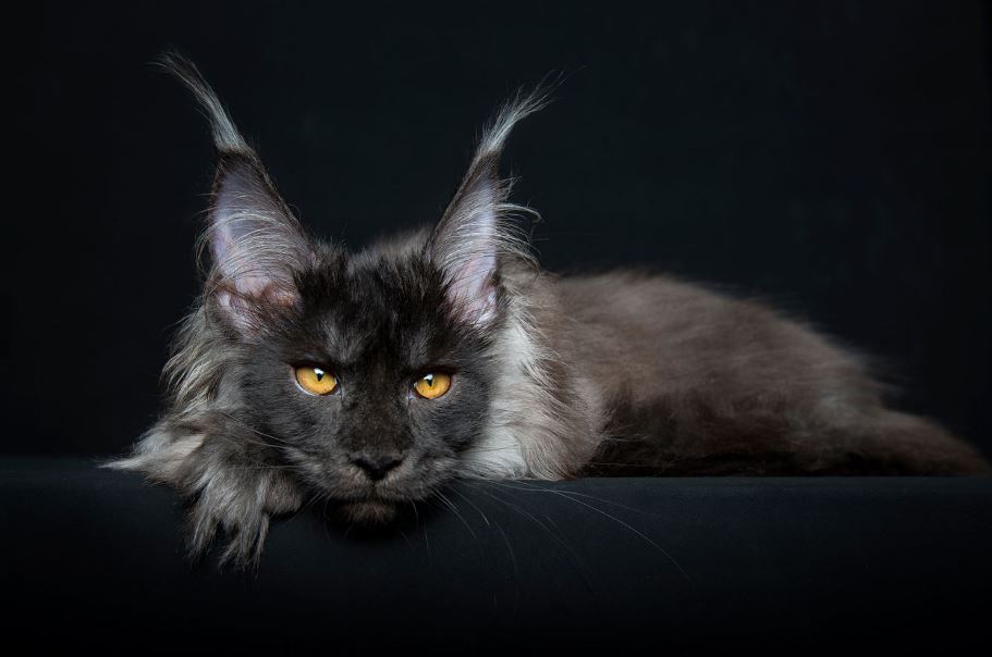 Maine coon cat