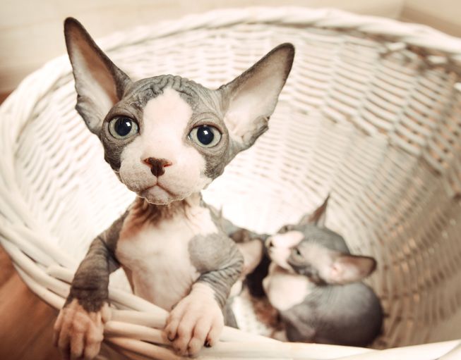 20 photos that prove hairless kittens are just adorable wrinkly aliens