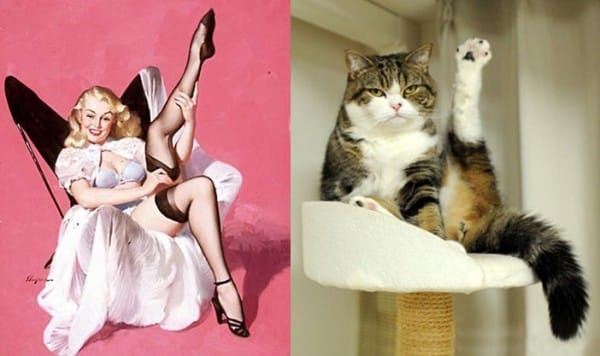 cat pictures