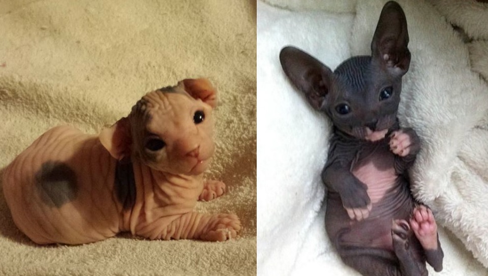 cat pictures