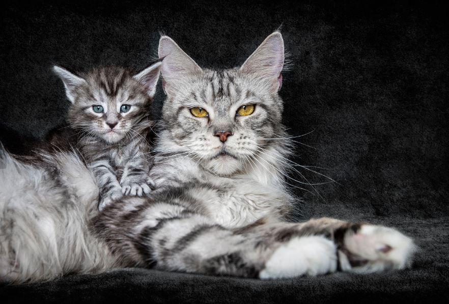 coon cat family