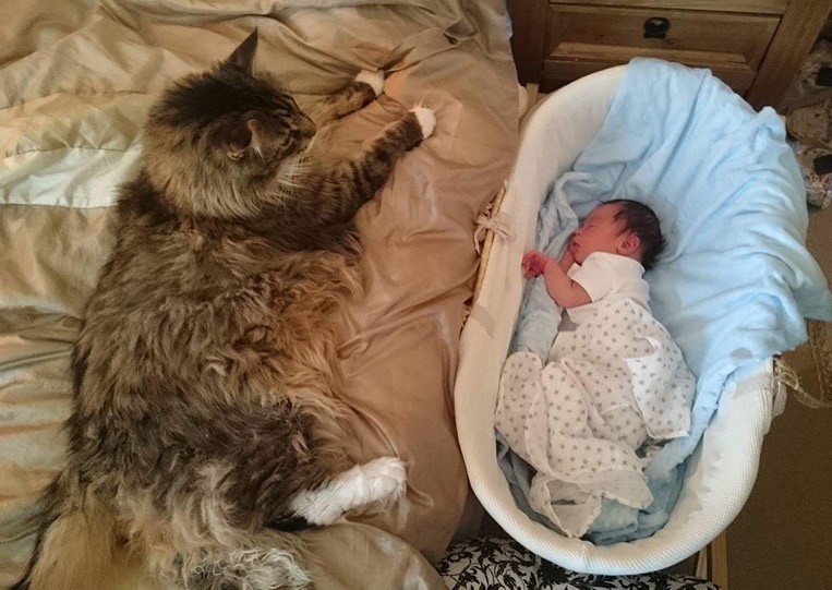 ludo the cat snuggling with baby brother
