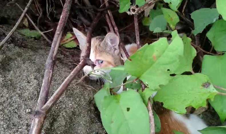 kitten hiding in bushes
