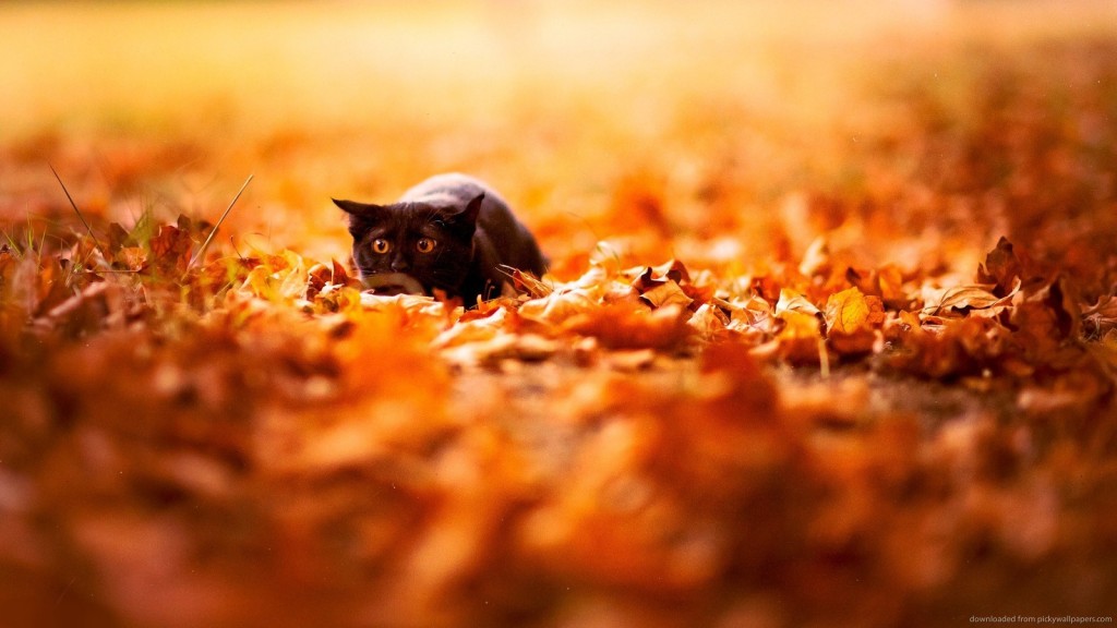 31 Cats Who Are Ready For Fall