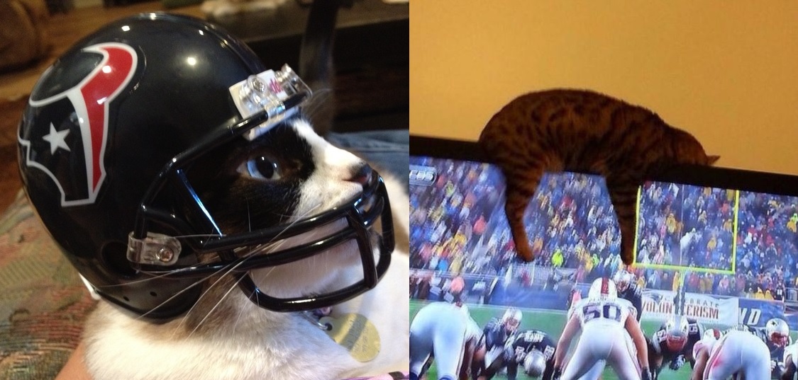21 cats who are PUMPED for the NFL season