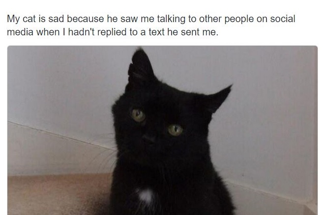 cat pictures